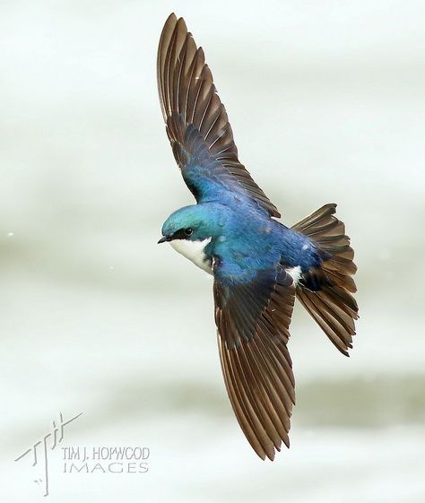 ˚Tree Swallow (Tachycineta bicolor) Swallows Flying, Summer Fields, Tree Swallow, Barn Swallow, I've Changed, Flower Sleeve, Swallow Bird, Down The River, Kinds Of Birds