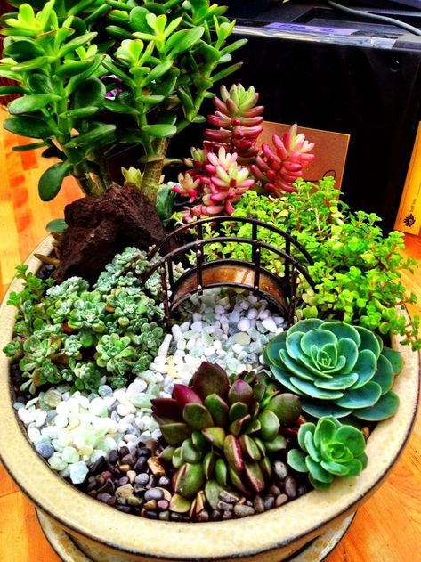 Small fairy garden idea with succulents and a bridge! #cute #fairygarden #succulents #bridge #simple #diy Indoor Mini Garden, Mini Succulent Garden, Kaktus Dan Sukulen, نباتات منزلية, Bonsai Seeds, Succulent Seeds, Bonsai Flower, Fairy Garden Designs, Dish Garden