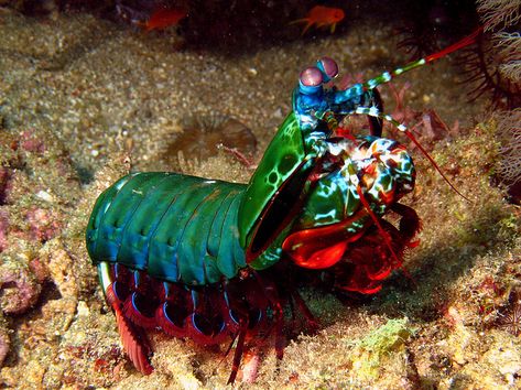 Harlequin mantis shrimp have the most sophisticated visual system in the world, with 16 different types of photoreceptors. Manta Shrimp, Aqua Planet, Undersea Creatures, Mantis Shrimp, Aquatic Creatures, Fauna Marina, Water Creatures, Mandrill, Visual System