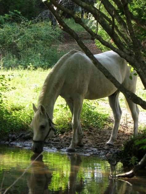 A beautiful horse drinking water Horse Drinking Water Painting, Horse Riding In Water, Animals Drinking Water, Horses In Water, Horse Drinking Water, Horse In Water, Arabian Horse Art, Horse Water, Unicorn Painting