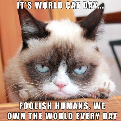 Foolish humans, it's World Cat Day! Oh, but isn't every day World Cat Day? World Cat Day, Grumpy Cat Meme, Grumpy Cat Quotes, International Cat Day, World Cat, Cat Stamp, Grumpy Cat Humor, Angry Cat, Funny Animal Jokes