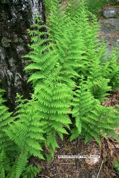 Hayscented Fern Fishbone Fern, Ferns In The Forest, Hayscented Fern, Fern Varieties, Blue Star Fern, Goth Garden, Sea Wall, Yard Ideas, Cactus Plants