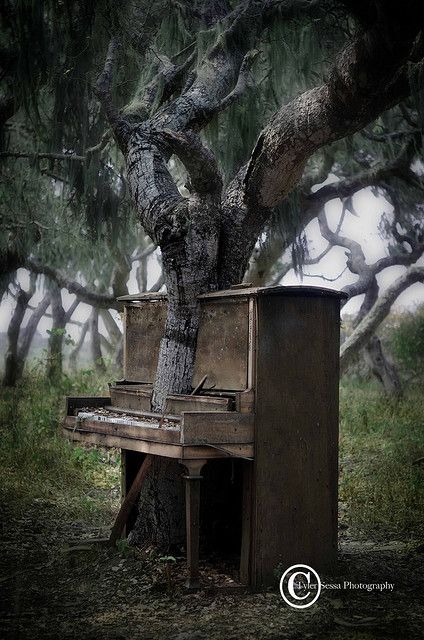 The Piano Tree by Tyler Sessa, via Flickr Old Pianos, Magical Tree, Monterey California, California Photos, Unique Trees, Chernobyl, Abandoned Buildings, Growing Tree, Abandoned Houses