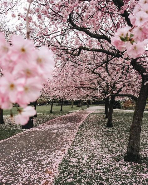 Pink Park, Cherry Blossom Pictures, Pink Blossom Tree, Cherry Blooms, Blossom Garden, Cherry Blossom Season, Sakura Tree, Pastel Pink Aesthetic, Fantasy Places