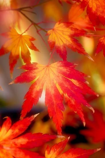 Leaf Photography, Black Framed Art, Pretty Landscapes, Autumn Scenery, Arte Inspo, Fall Back, Fall Pictures, Autumn Art, Fall Wallpaper