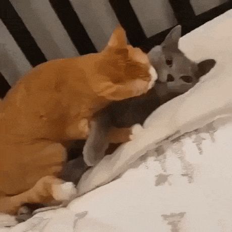 Cat has given up on love Cat Hug Gif, Given Up On Love, Annoyed Cat, Hug Gif, Cute Cat Memes, Giving Up On Love, Cat Hug, World Cat, Love Cat