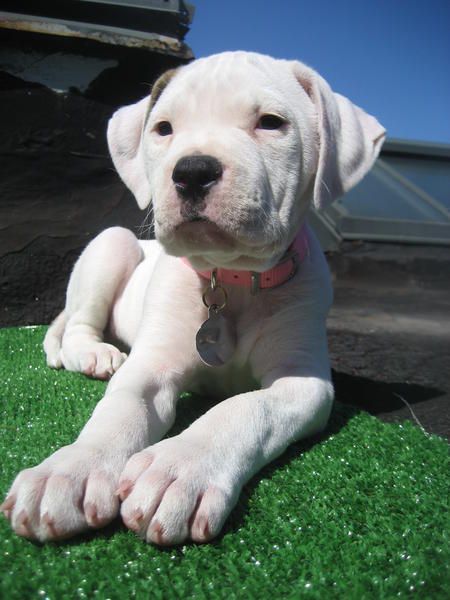 this  #American #Bulldog puppy is too cute. American Bulldog Puppy, Husky Bulldog Mix Dogs, Bull Arab Puppy, American Bulldog Puppies, White Bulldog, Boxer American Bulldog Mix Dogs, Bulldog Names, Bulldog Pictures, American Bulldogs