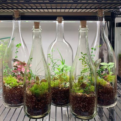 Wine Bottle Terrarium, Plant In A Bottle, Odd Plants, Closed Terrarium Plants, Bottle Terrarium, Tattoo Plant, Plants In Bottles, Beautiful Terrariums, Dark Bedroom