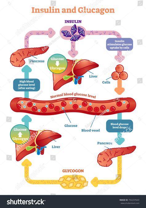 Insulin and glucagon vector illustration diagram. Educational medical information. \n #Ad , #SPONSORED, #vector#illustration#Insulin#glucagon Basic Anatomy And Physiology, Medical School Essentials, Medical School Studying, Biology Notes, Human Anatomy And Physiology, Medical Anatomy, Medical Laboratory, Endocrine System, Medical Knowledge