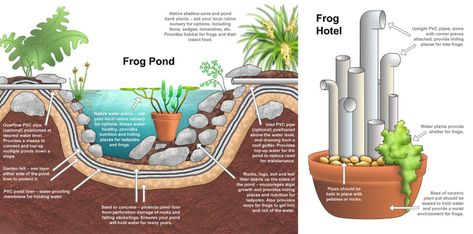 AMPHIBIAN OASIS: One of the best things you can do is create a frog pond or a frog hotel where our croaky friends can live and thrive. Picture: Dr Laura Grogan Frog Hotel, Frog Nursery, Frog Habitat, Frog Species, Frog House, Frog Pond, Green Tree Frog, Pet Frogs, Garden Frogs