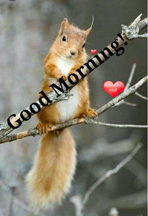 Good Morning Squirrel, Good Morning Cute, Happy Birthday Animals, Good Morning Winter, Squirrel Pictures, Funny Happy Birthday Wishes, Morning Memes, Good Morning Funny Pictures, Squirrel Funny