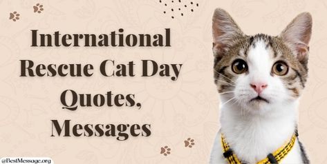 International Rescue Cat Day Cat Rescue Quotes, Funny Cat Quotes, Messages Funny, Cat Quotes Funny, Quotes For Instagram, Wishes Messages, Cat Quotes, Cat Rescue, Funny Cat