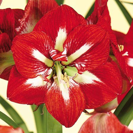 Part Sun Perennials, Van Zyverden, Partial Sun Perennials, Amaryllis Plant, Amaryllis Flower, Perennial Bulbs, Amaryllis Flowers, Amaryllis Bulbs, Sun Perennials