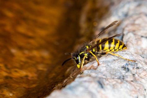 How To Get Rid of Yellow Jackets For Good - Bob Vila Level Ground For Pool, Wasp Spray, Bad Bugs, Wasp Nest, Pool Installation, Yellow Jackets, Plant Diseases, Yellow Jacket, How To Level Ground