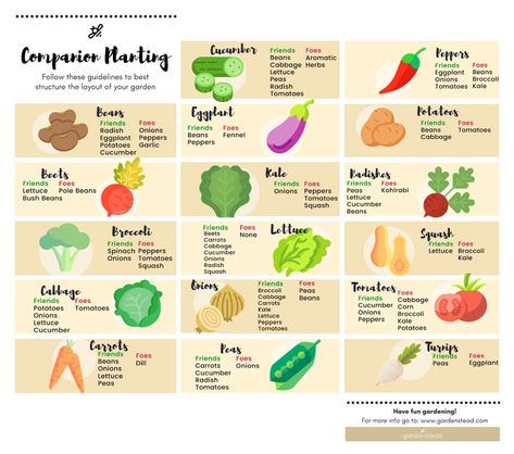 Companion Garden, Planting Chart, Companion Planting Guide, Companion Planting Chart, Companion Planting Vegetables, Companion Gardening, Garden Companion Planting, Tattoo Plant, Planting Guide