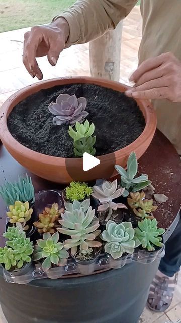 Dish Garden, Planting Succulents, Garden Ideas, Cactus, Lily, Patio, Plants, On Instagram, Quick Saves