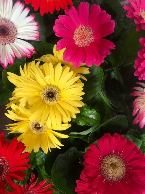 The ULTIMATE Guide for Indoor Gerbera (Barberton Daisies) Barberton Daisy, Gerbera Plant, Gerbera Jamesonii, Flower Identification, Online Florist, Powdery Mildew, Annual Flowers, Gerbera Daisy, All About Plants