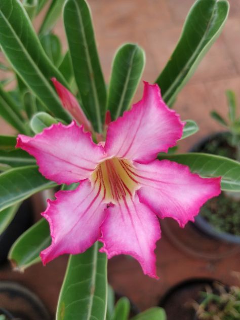 Adenium Flowers, Terrace Garden, Beautiful Flowers, Terrace, Plants, Flowers, Floral