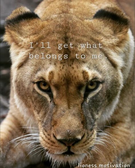 Lioness Roaring, Lioness Quotes, Lion Quotes, Positive Quotes For Women, Lion Love, Roaring Lion, Leo Love, Me And Bae, Cute Inspirational Quotes