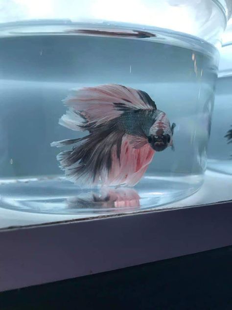 What Can Live With Beta Fish, Male Betta Fish, Galaxy Beta Fish, Betta Tank Mates, Tank Terrarium, Snail Tank, Betta Fish Blue, Blue Betta Fish Aesthetic, Fish Tank Terrarium