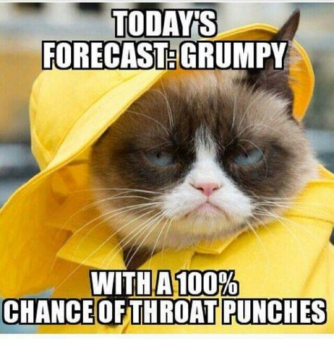 Purrfect forecast Throat Punch Thursday, Angry Cat Memes, Grumpy Cat Meme, Grumpy Cat Quotes, Throat Punch, Meme Comics, Sweet Cat, Cat Anime, Grumpy Cat Humor