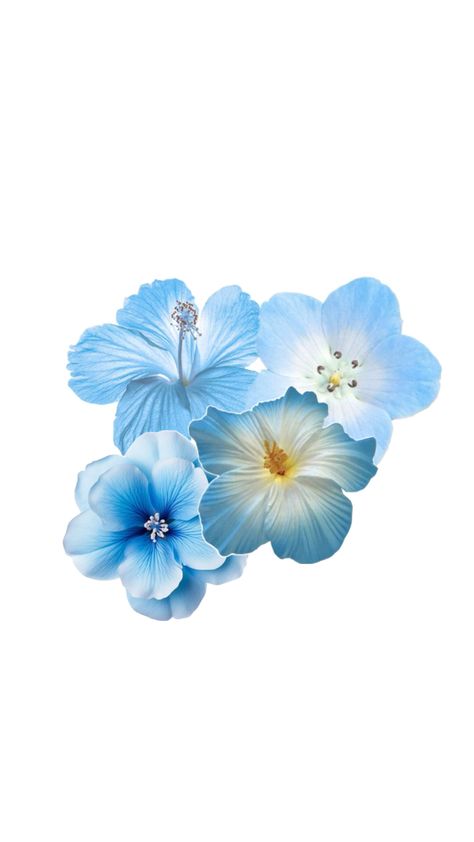 Blue Hibiscus Flower Wallpaper, Baby Blue Flowers Wallpaper, Light Blue Flower Wallpaper, Blue Spring Aesthetic, Blue Wallpaper Flower, Blue Flower Icon, Widgets Aesthetic Blue, Baby Blue Iphone Wallpaper, Blue Flower Png