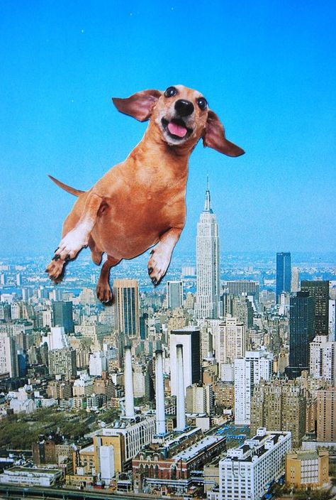 Flying leaping photo of dog dachshund. Photograph absurd surreal humor comical city skyline skyscrapers sky vista metropolitan metropolis fun Collage Dog Art, Funny Collage Art, Funny Collage, Dog Collage, Surreal Collage, Collage Art Mixed Media, Collage Illustration, Collage Design, Trippy Art