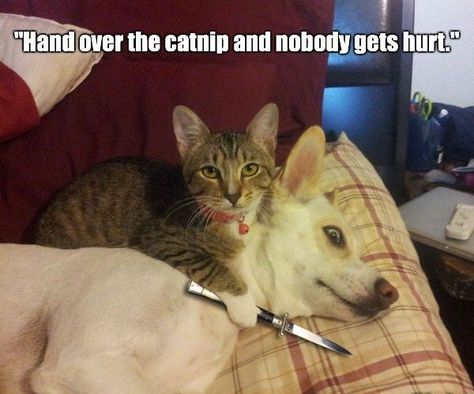 Most Intimidating Fluffy Gangster Cats (memes) - I Can Has Cheezburger? Funny Cat Memes, Amazing Animals, Cute Kittens, Grumpy Cat, Funny Animal Pictures, Cat Owners, Baby Cats, Animal Gifs