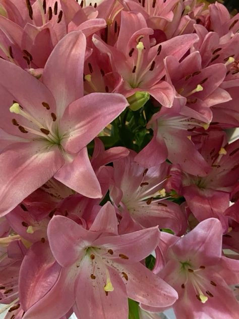 Lilys Aesthetic, Stargaze Lily, Lily Core Aesthetic, Pink Aesthetic Style, Flower Pink Aesthetic, Lily Flower Aesthetic, Lilies Aesthetic, Rose Lilies, Lillies Flowers