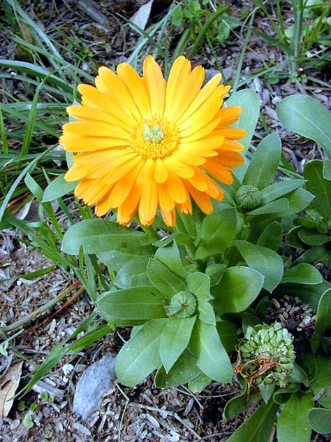 Pot Marigold, Calendula Tea, Calendula Benefits, Calendula Officinalis, Calendula Flower, Organic Compost, Border Plants, Edible Garden, Medicinal Herbs