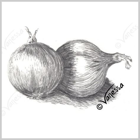 Onions still life study pencil drawing art original artwork realism painting drawing kitchen wall art food healthy eating diet fresh vegetables fruit home decor: Still Life Pencil Drawing, Still Life Pencil, Onion Drawing, Still Life Study, Vegetable Drawing, Life Study, Object Drawing, Realism Painting, Still Life Drawing