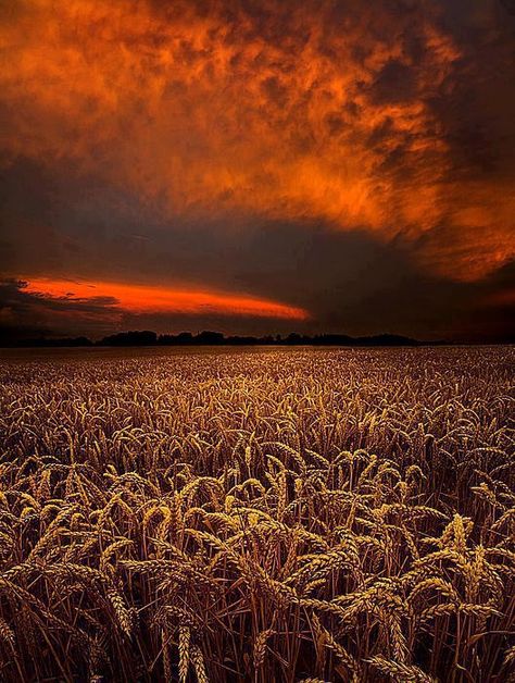 Wheat Field, Wheat Fields, America The Beautiful, The Harvest, Jolie Photo, Sky And Clouds, Beautiful Photography, Amazing Nature, Sunrise Sunset