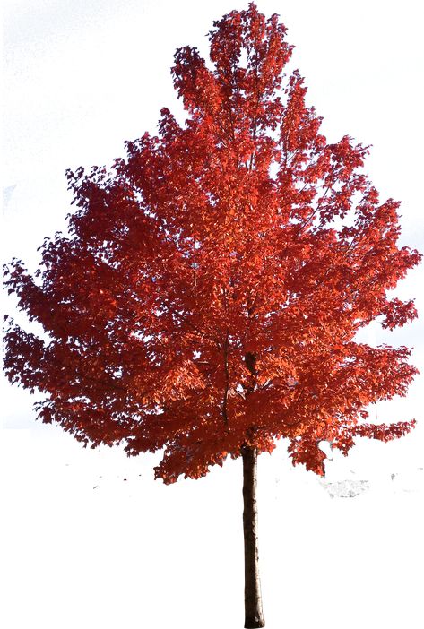 Maple Trees Aesthetic, Mahogany Tree, Tree Png Photoshop, Japanese Trees, Maple Tree Forest, Architecture Tree Png, Vine Maple, Red Sunset Maple Tree, Acer Rubrum