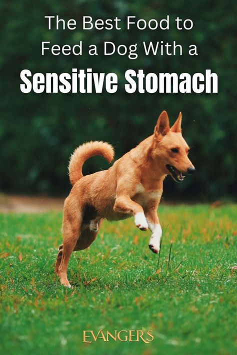 From food sensitivities to allergies, learn what dog food you can feed your pup to help alleviate their discomfort. From limited ingredient diets to cooked diets, our tips are sure to help! #dogfood #petfood #dogallergies #dog #dogs #puppy #puppyfood #dogtips #dogdiet Gastrointestinal Disorders, Food Allergens, Sensitive Stomach, Dog Diet, What Dogs, Dog Allergies, Animal Nutrition, Food Sensitivities, Puppy Food