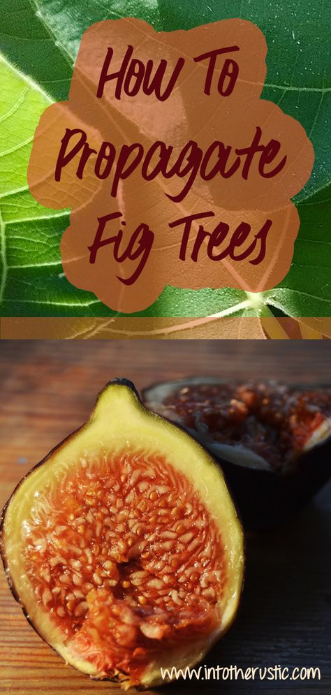 Fig Tree Propagation, Propagating Fig Tree, Propagate Fig Tree, Propogating Plants, Tree Propagation, Fig Bush, Fig Tree Plant, Tree Props, Fruit Growing