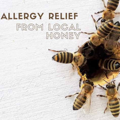 Honey For Allergies, Honey Do, Allergy Relief, Local Honey, Seasonal Allergies, Holistic Lifestyle, Raw Honey, Health Supplements, Overall Health