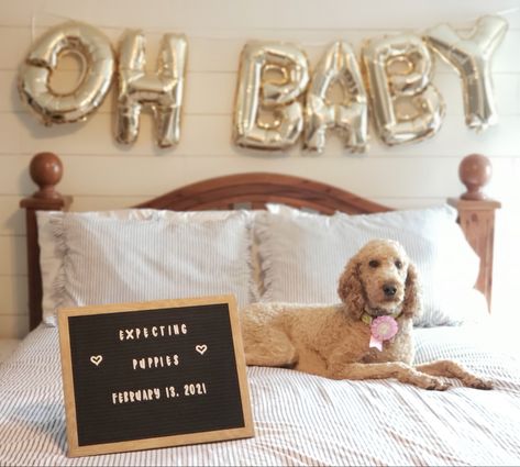 Having Puppies Announcement, Dog Puppy Announcement, Dog Expecting Puppy Announcement, Pregnant Dog Announcement, Dog Having Puppies Announcement, Expecting Puppy Announcement, Puppy Litter Announcement Ideas, Pregnant Dog Maternity Shoot, Dog Pregnancy Announcement Puppies