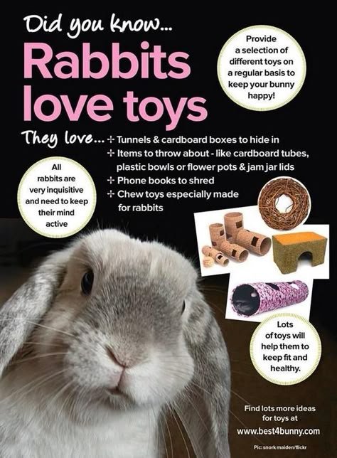 Lop Bunnies, Pet Rabbit Care, Pet Rabbits, Somebunny Loves You, Bunny Hutch, Raising Rabbits, Pet Bunny Rabbits, Rabbit Life, Bunny Stuff