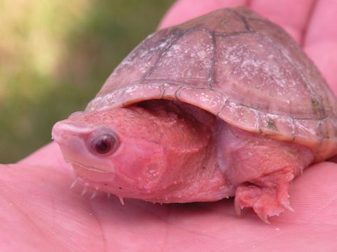 pink albino turtle Albino Turtle, Eastern Box Turtle, Turtle Homes, Turtle Theme, Pink Turtle, Animal Elephant, Albino Animals, Box Turtle, Pink Stuff