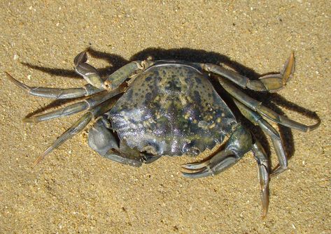 Crab Species, Green Crab, Natural Ecosystem, Food Web, Rocky Shore, Water System, Invasive Species, Crustaceans, New Environment