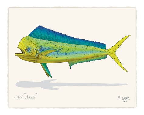 Mahi Mahi Dorado Fishing Print Dorado Fish, Deep Sea Fish, Hawaiian Fish, Mahi Fish, Fish Pictures, Surf Stickers, Fish Artwork, Fish Sea, Fish Wallpaper