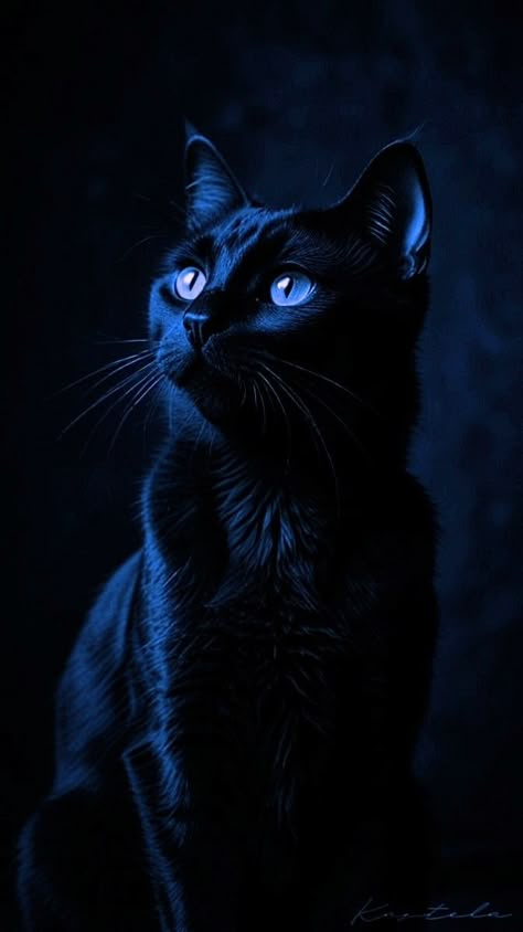 Magical Black Cat, Dark Colour Aesthetic, Black Cats With Blue Eyes, Cats With Blue Eyes, Three Black Cats, Fluffy Black Cat, Dark Roses, Cat Dark, Cat With Blue Eyes