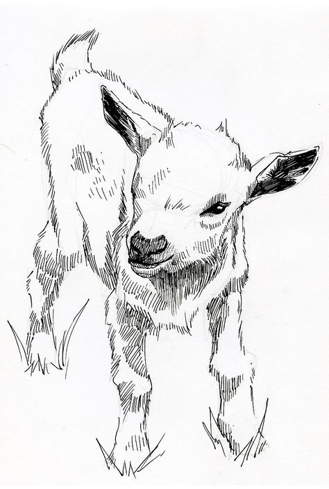 Pen, sketch , illustration,lamb, art, by Jonathon B Baker Goats Drawing Sketch, How To Draw Lamb, Lamb Face Drawing, Sheep Sketch Drawings, Goat Sketch Drawings, Lamb Drawing Reference, Lamb Sketch Drawing, Animal Pen Sketch, Pen Drawing Animals