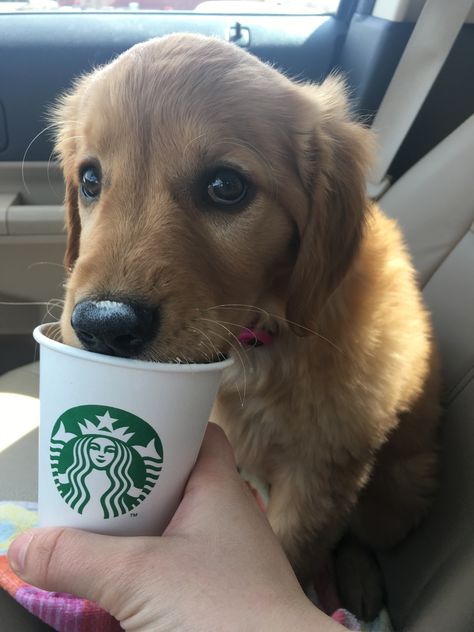 Puppy with a Starbucks pup cup Dog Drinks, Pup Cups, Types Of Drinks, Pup Cup, Popcorn Cups, Pet Care Tips, Dog Eating, The Favorite, Aesthetic Collage