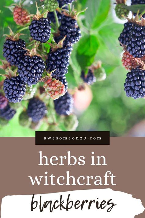 Blackberry Magical Properties, Plant Witchcraft, Brown Butter Syrup, Herbs In Witchcraft, Herb Preservation, Blackberry Aesthetic, Celebrating Imbolc, Thorny Vines, Sour Cream Scones