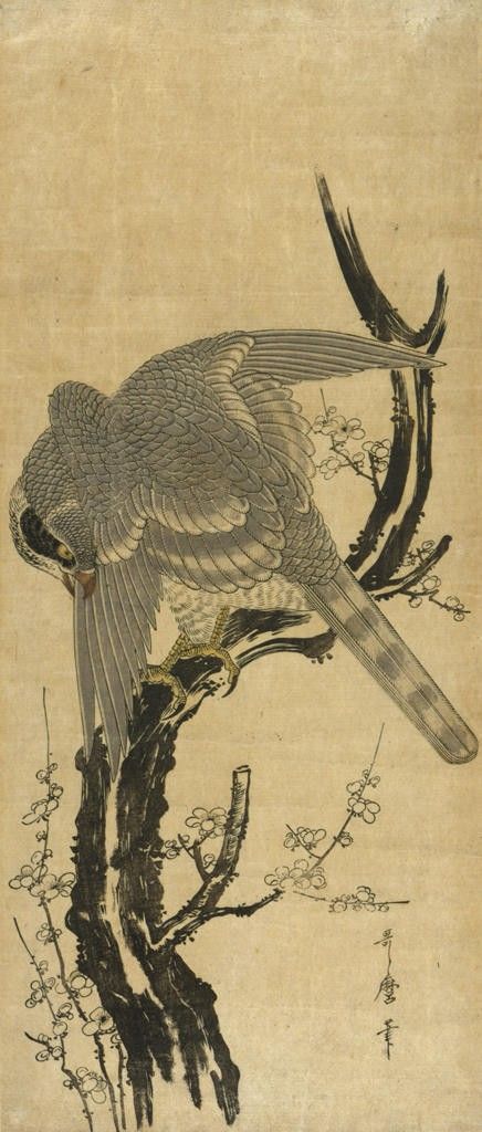 Hawk Anatomy, Japanese Hawk, Asian Birds, Traditional Japanese Tattoo Flash, Falcon Art, Vintage Tattoo Art, Japanese Animals, Japanese Bird, Japanese Art Styles