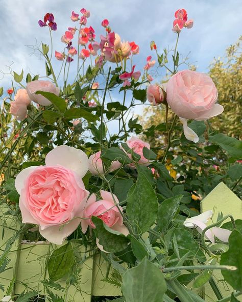 Lori Basheda on Instagram: “Heritage roses and sweet peas along my picket fence #cottagegarden #cottagegardening #davidaustinroses #englishroses #sweetpeas…” Sweet Peas Growing, Peas Growing, Coral House, Heritage Rose, Growing Together, David Austin Roses, Sweet Peas, Picket Fence, English Roses