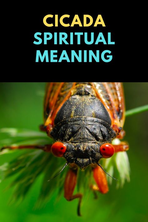 Cicada Meaning Spiritual, Cicada Spiritual Meaning, Cicada Meaning, Cicada Party, Cicada Shell, Meditation Corner, Purse Making, Tea Reading, Spirit Animals