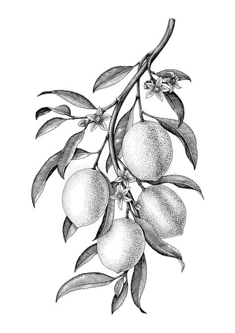 Botanical Illustration Black And White, Branch Illustration, Lemon Branch, Illustration Black And White, Branch Tattoo, Arte Doodle, Vintage Clip Art, Stippling Art, Black White Vintage