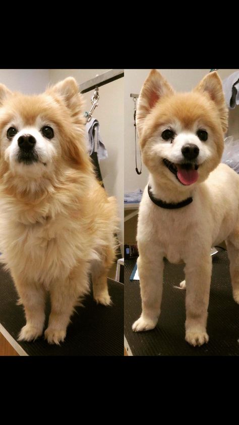 That feeling after a good haircut. Love this Pomeranian and American Eskimo! Such a cute and happy doggy! Husky Haircut Styles, Husky Haircut, Good Haircut, Dog Grooming Styles, Grooming Style, Haircut Styles, That Feeling, Cool Haircuts, Dog Grooming